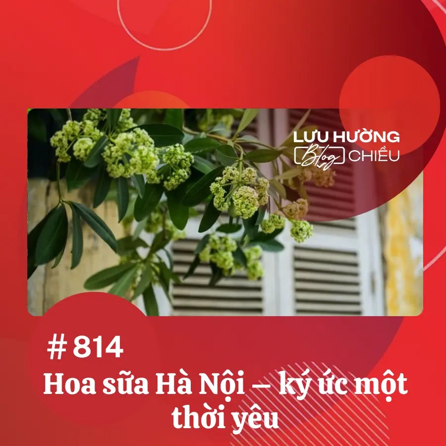 Hoa sữa Hà Nội - ký ức một thời yêu